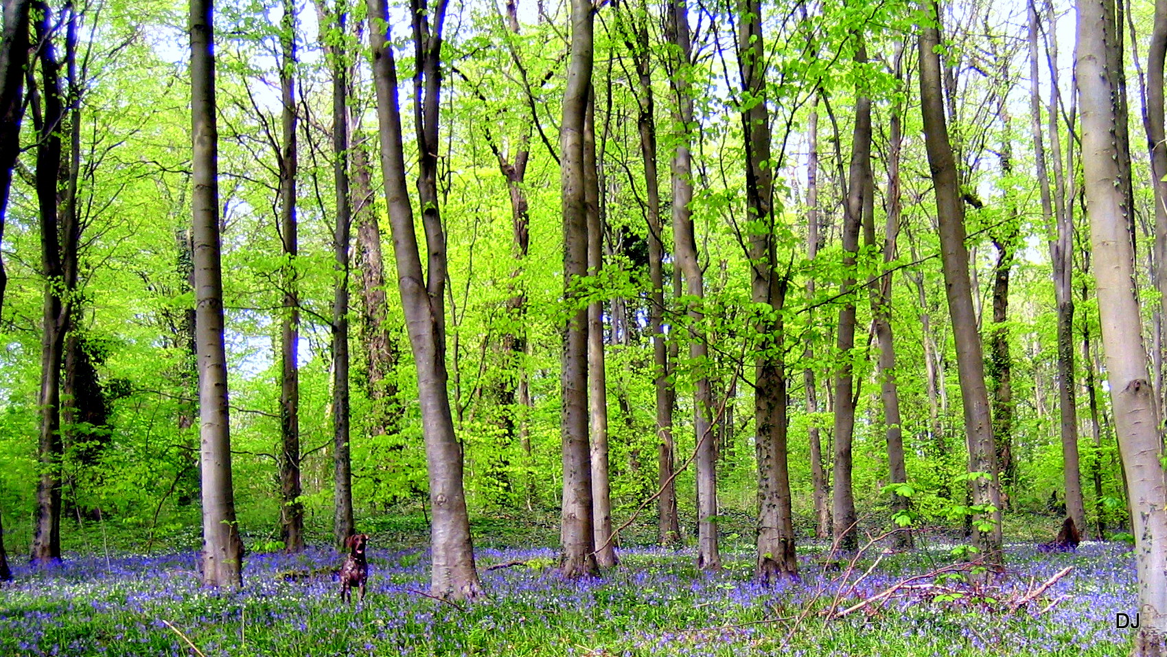 woodland above our house 069